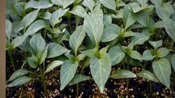 تصویر 1 از نشا فلفل دلمه‌ ای زرد و نارنجی صادراتی